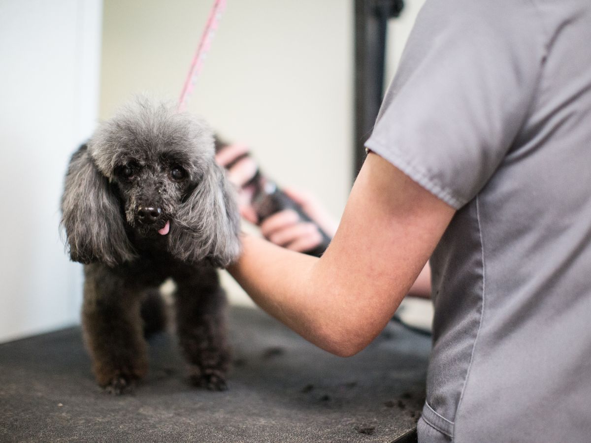 a vet brushing a dog