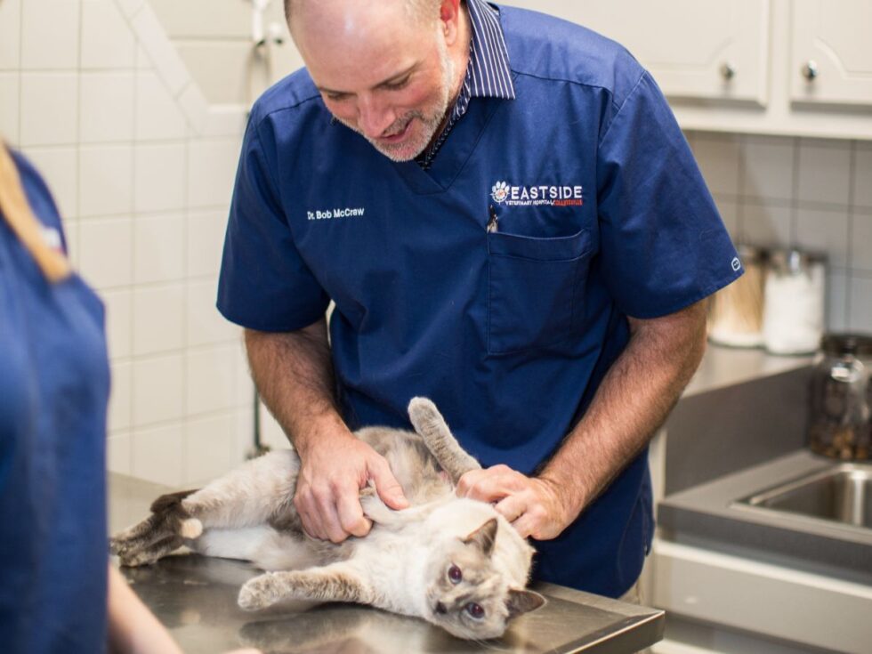 Best Veterinary Hospital In Collinsville, OK 74021 Eastside