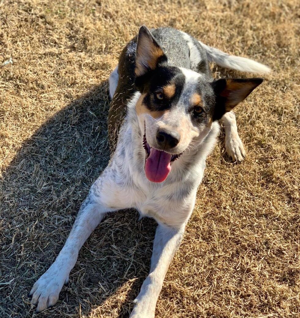 Eastside Veterinary Hospital Gallery Vet Clinic In Collinsville, OK 74021