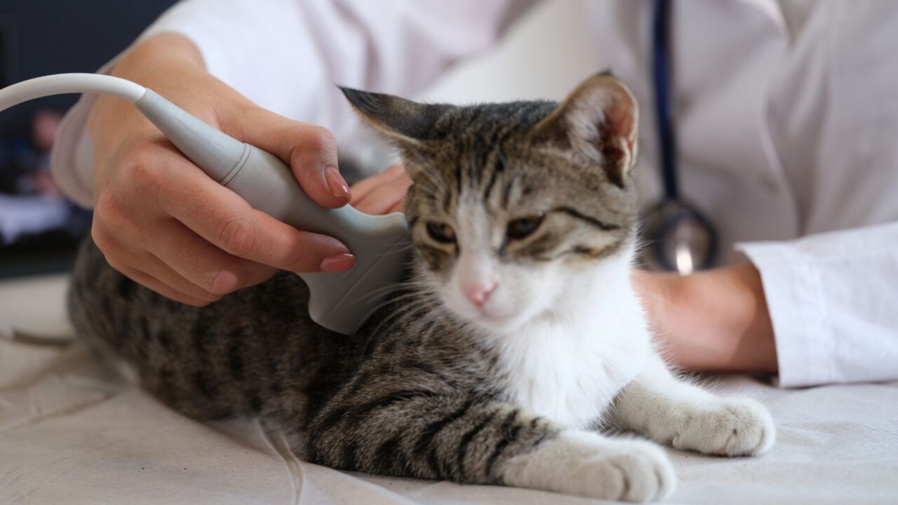 Collinsville, OK 74021 Veterinary Services Eastside Veterinary Hospital