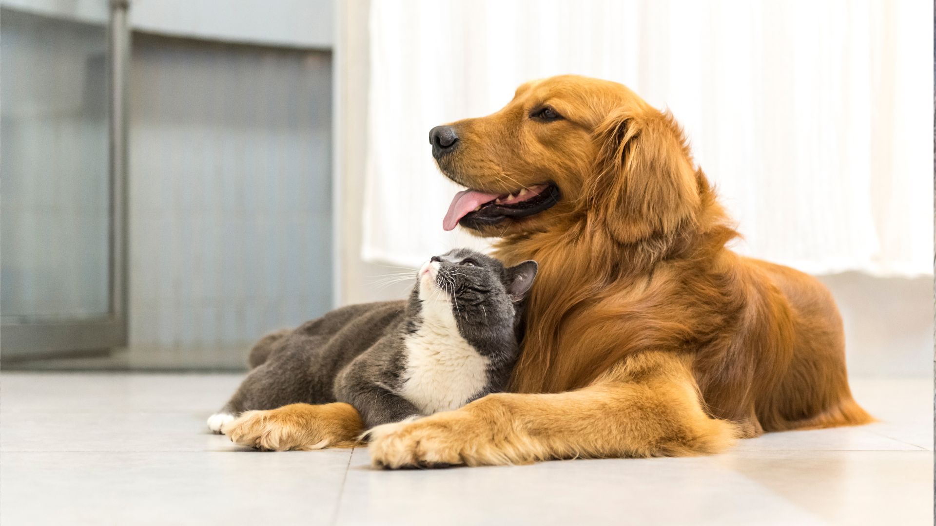 About Eastside Veterinary Hospital Vet In Collinsville, OK 74021