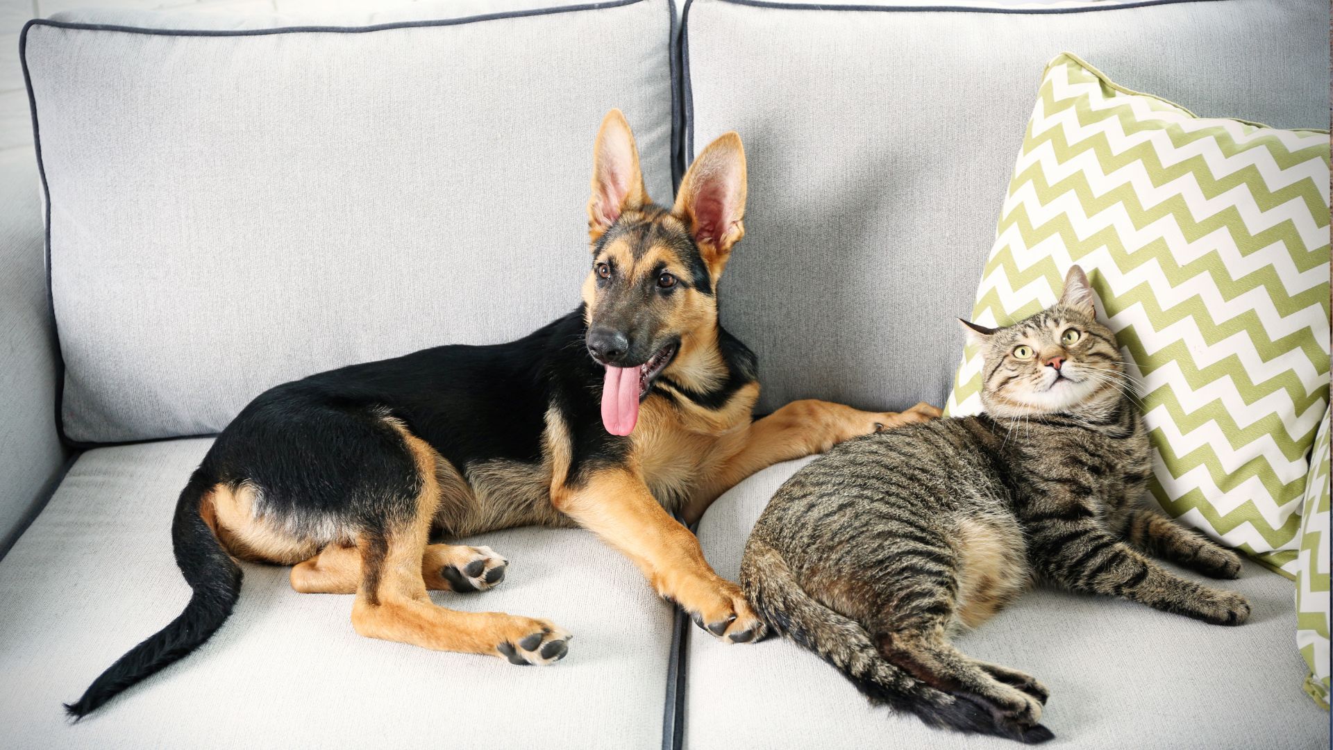 Veterinarian In Collinsville, OK 74021 Eastside Veterinary Hospital