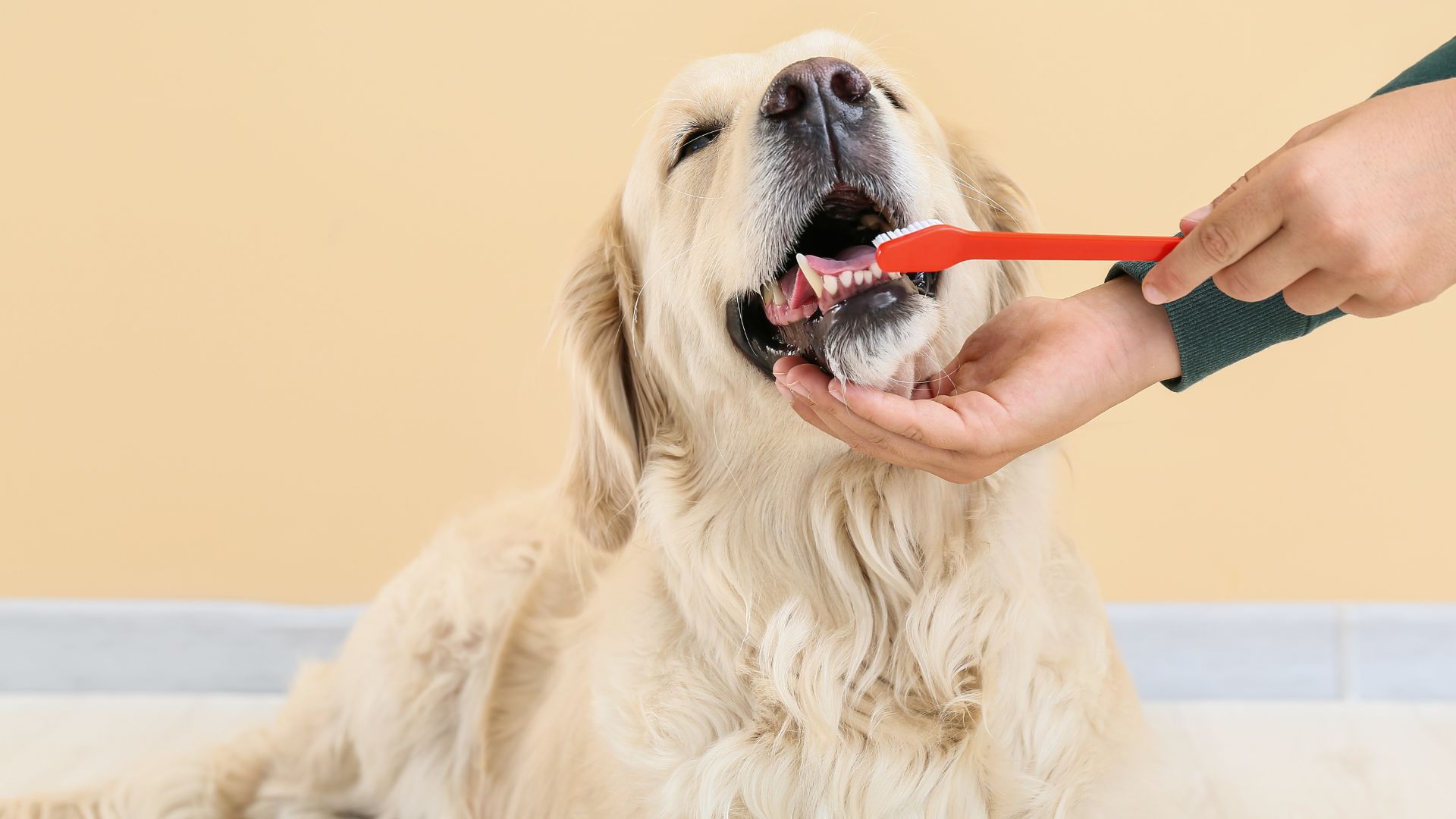 A dog with a toothbrush in its mouth