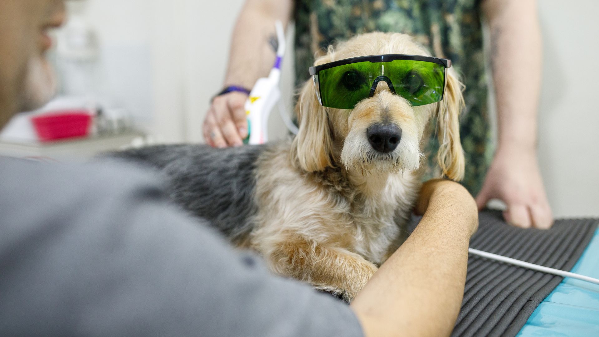 A dog wearing goggles and a person's arm