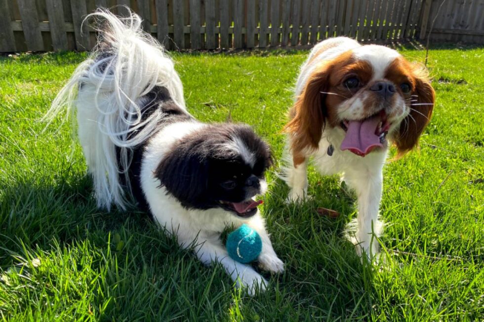 Pet Play Area In Collinsville, OK 74021 Eastside Veterinary Hospital