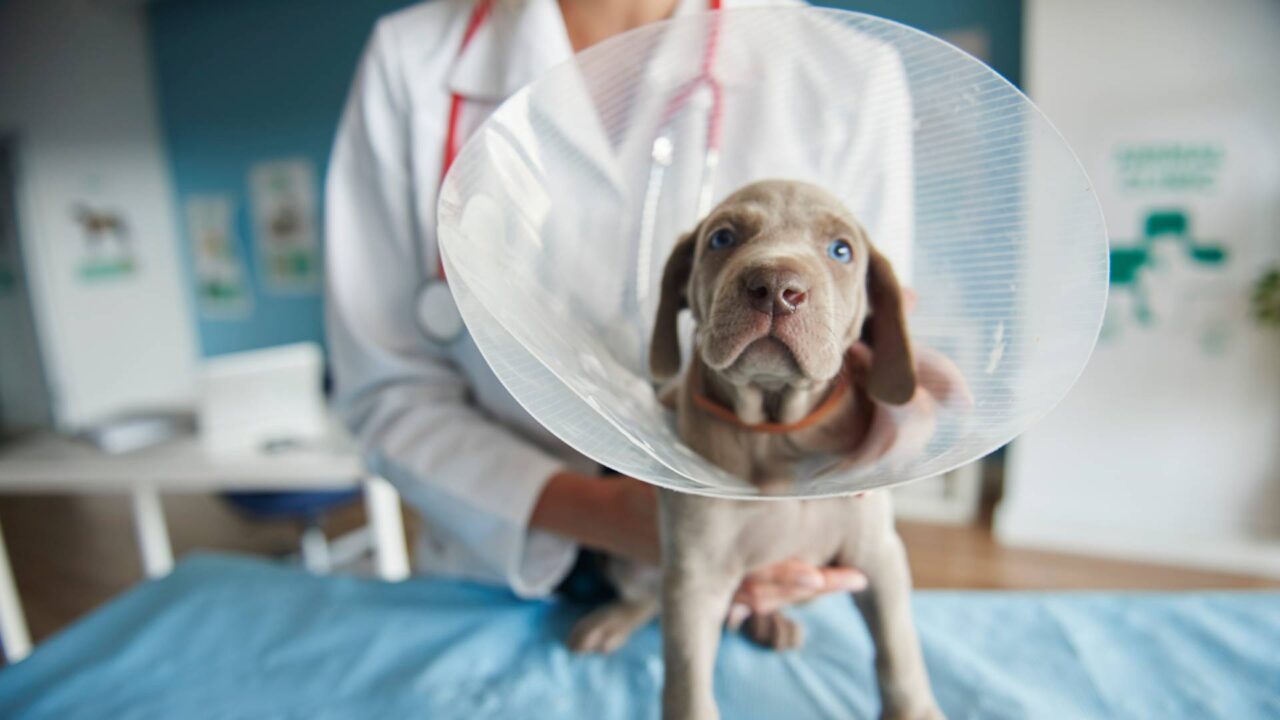 Collinsville, OK 74021 Veterinary Services Eastside Veterinary Hospital