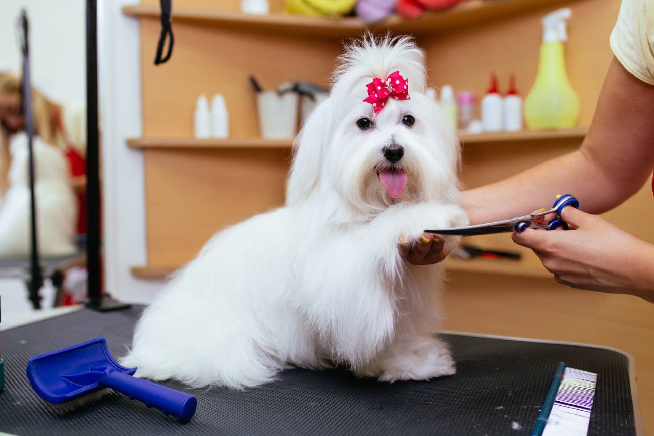 A dog getting a haircut