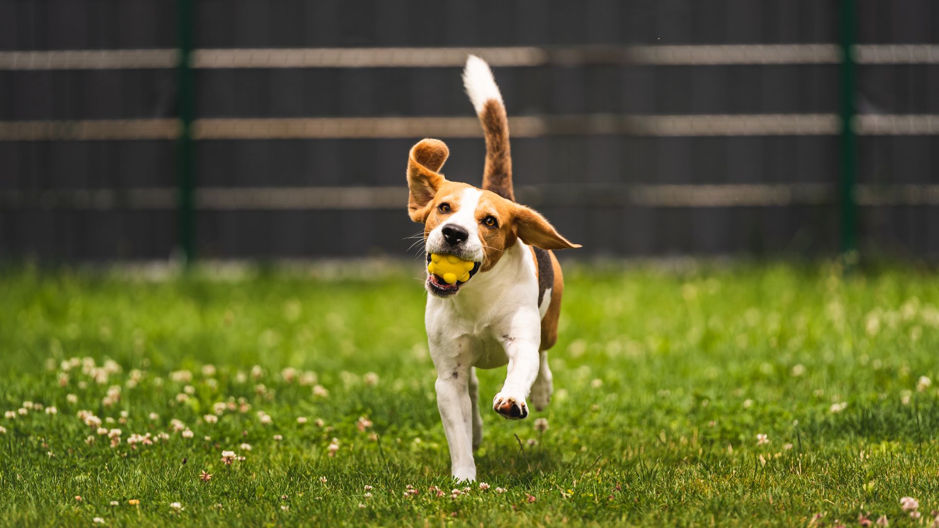 A dog running with a yellow ball in its mouth