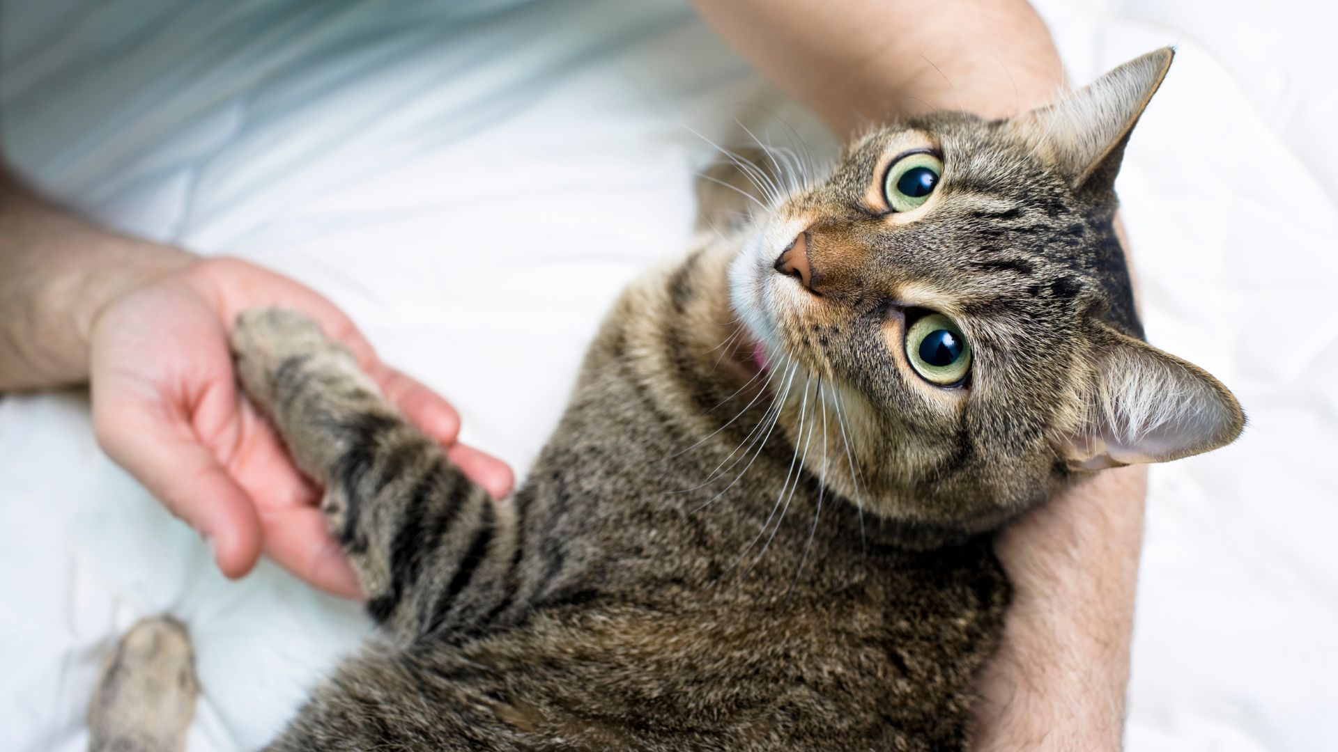 Eastside Veterinary Hospital Gallery Vet Clinic In Collinsville, OK 74021