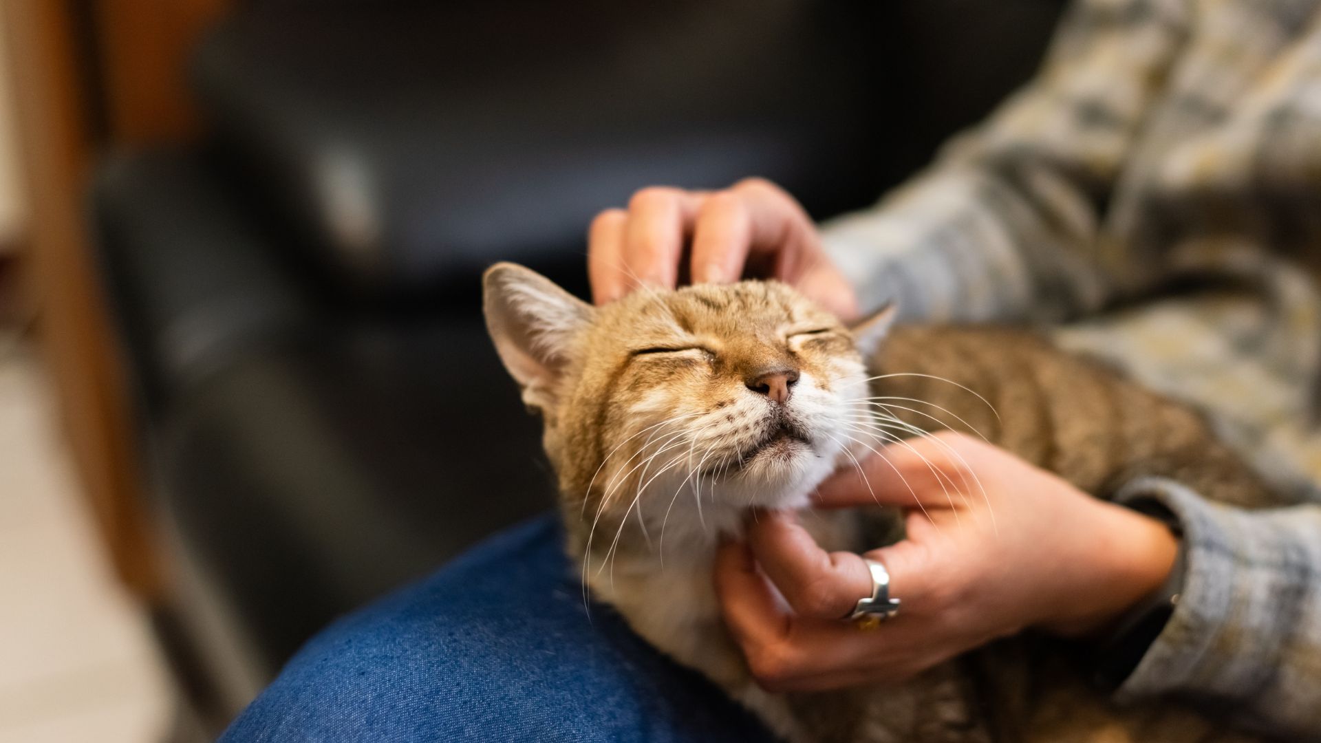 Veterinarian Reviews In Collinsville, OK 74021 Eastside Veterinary